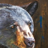 Black Bear the Messenger